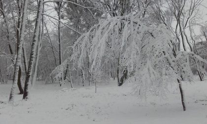 Śnieg połamał drzewa. Uwaga na zadaszenia!