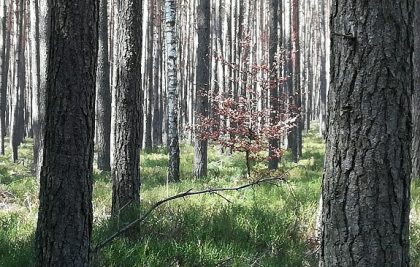 Plan ochrony Parku Krajobrazowego “Lasy nad Górną Liswartą”. Weź udział w konsultacjach społecznych.