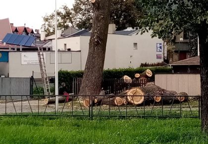 Dlaczego wycięto drzewa obok Bulwaru Grotowskiego? Mamy odpowiedź Urzędu Miejskiego.