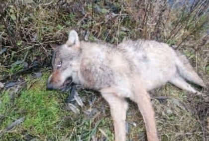 Wilk zastrzelony w trakcie polowania w okolicach Koszęcina. Aktywiści reagują. Policja przeprowadziła czynności procesowe